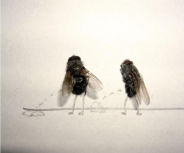 arte com moscas