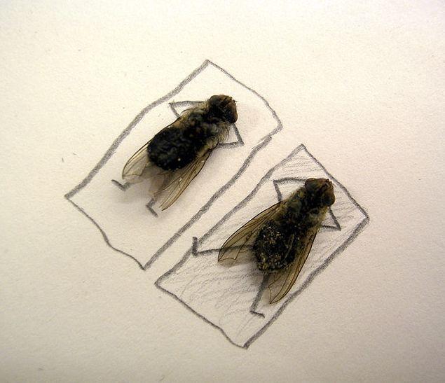 arte com moscas