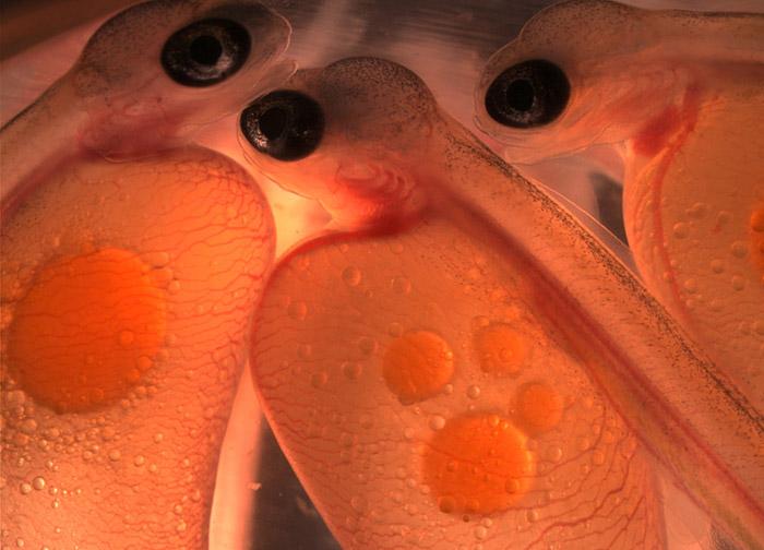 Embriões de salmão do Atlântico