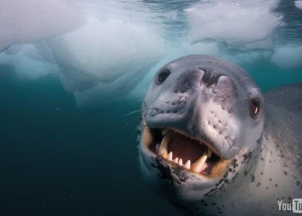 mortal foca leopardo