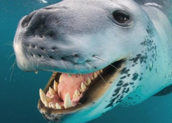 mortal foca leopardo