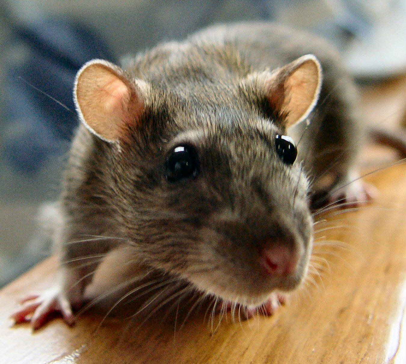 Rato gigante provoca curto-circuito e deixa 60 mil sem luz no