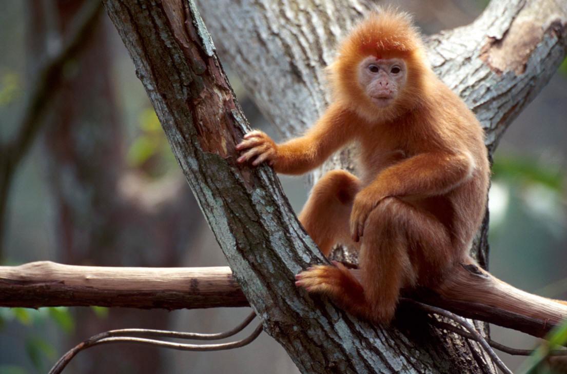 Resultado de imagem para NOVAS ESPECIES DE FAUNA NA AMASÓNIA macaco de longa cauda avermelhada