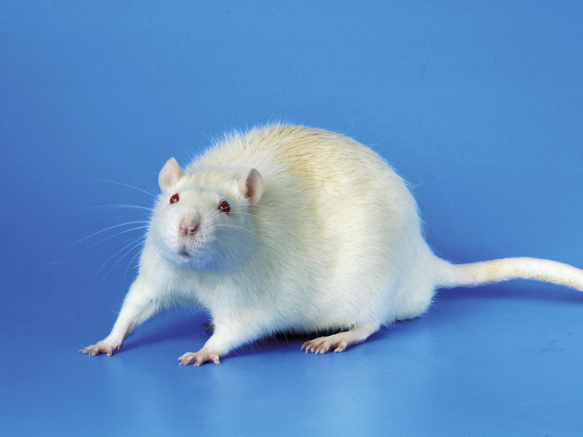 A vida (e a morte) de um rato de laboratório, rato gigantesco