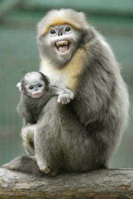 Macaco dourado feio bonito chinês macaco de nariz arrebitado