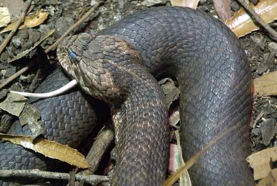 Serpente mais mortal da Austrália é encontrada no quarto de, ok google  serpente 