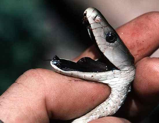 Você sabe qual a cobra mais venenosa do mundo?