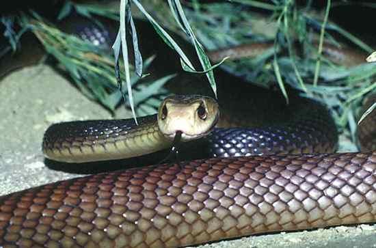 Serpente mais mortal da Austrália é encontrada no quarto de