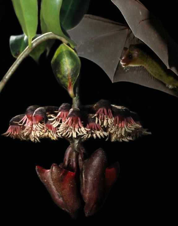 Conheça a planta que conversa com morcegos