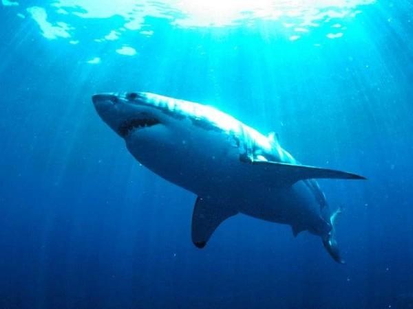 Saiba como evitar e sobreviver a um ataque de tubarão