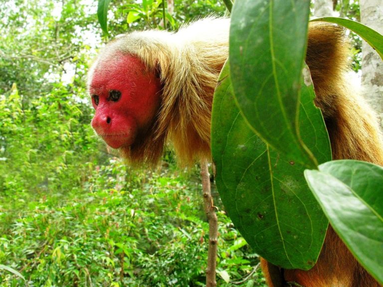 10 Animais Estranhos Do Brasil