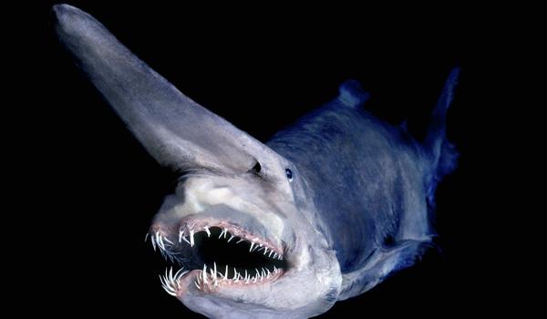 Conheça o bizarro tubarão-duende