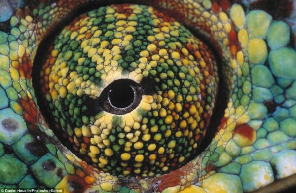 Essa é a foto preferida do fotógrafo: "A textura e a paleta de cores em um espaço tão pequeno é surpreendente", disse ele, que fotografou esse camaleão-pantera em Madagascar