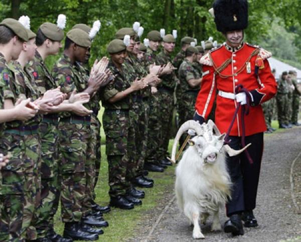 Soldado britânico deve ser condecorado por salvar cão do exército