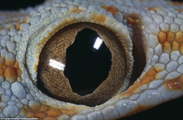 Esse olho esbugalhado pertence a uma lagartixa-tokay, que vive nas Filipinas