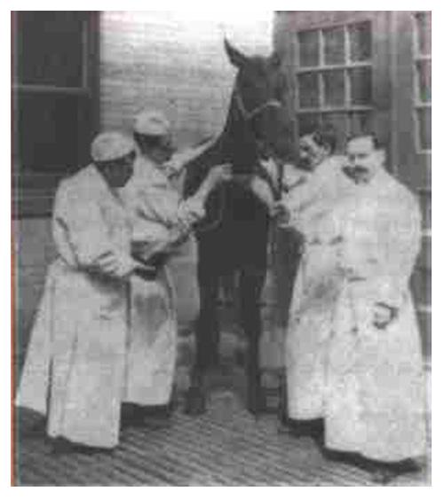 8-Jim-the-Horse-Tetanus-Scandal–United-States-Early-1900s