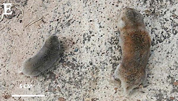 Rato-toupeira-de-Caroline (à esquerda), em comparação ao rato-toupeira-gigante