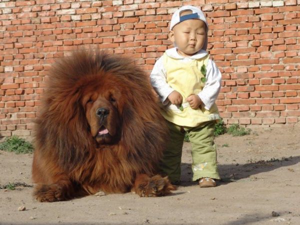 cachorro-mais-caro-do-mundo-é-da-raça-Mastim-tibetano