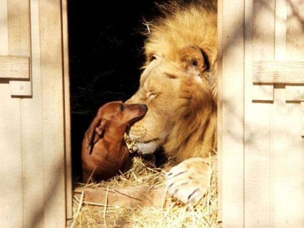 lion-and-dog-friendship-2