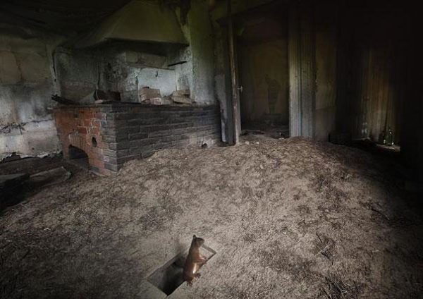 abandoned-house-animals-kai-fagerstrom-12