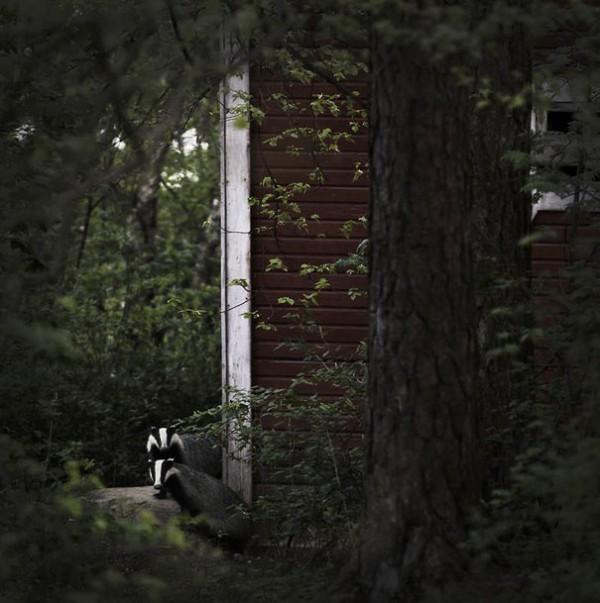 abandoned-house-animals-kai-fagerstrom-16