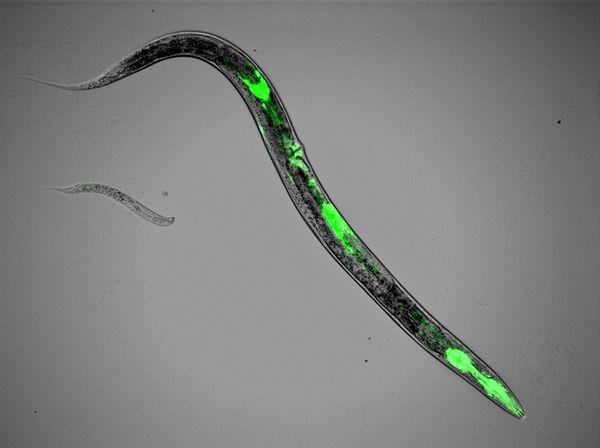 nematode-worm-glowing-animals_11836_600x450