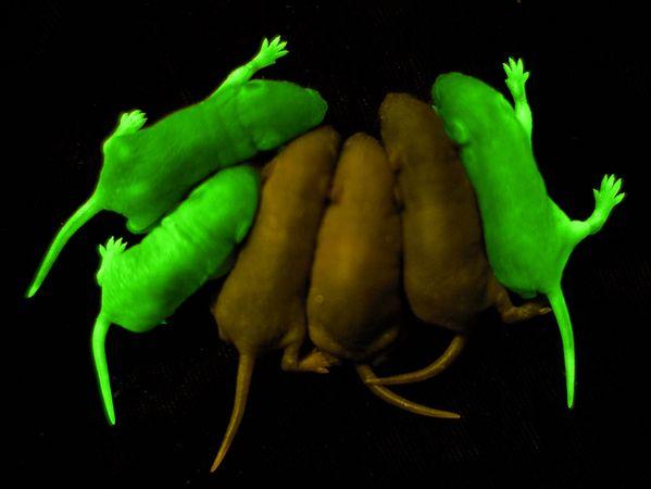 http://hypescience.com/wp-content/uploads/2013/08/rats-mice-glowing-animals_11838_600x450.jpg