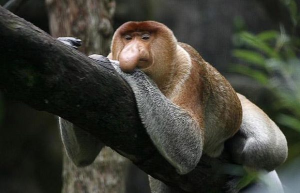 proboscis-monkey