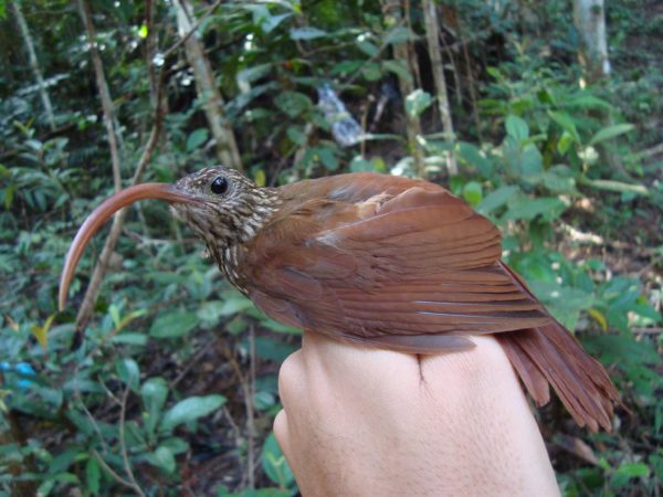 Campylorhamphus gyldenstolpei – Ave encontrada no sudoeste da Amazônia brasileira, a oeste do rio Madeira, e possivelmente também pode ser encontrada no leste do Peru