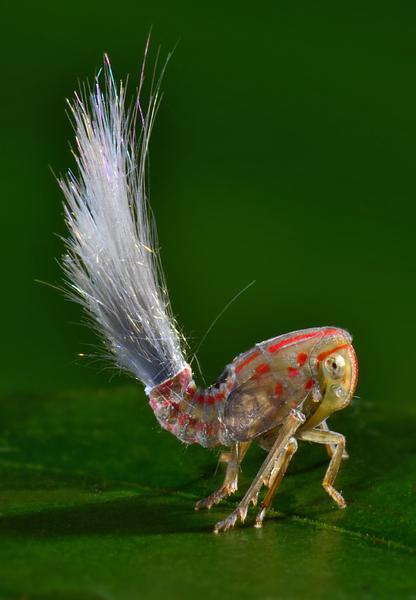 Esse inseto saltador libera uma secreção cerosa do abdome que forma estes pelos compridos. Talvez sejam usados para confundir seus predadores, que atacam o "lado errado" do inseto