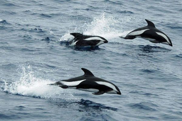 golfinhos espécies diferentes