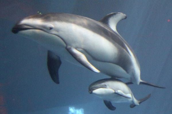 Golfinho-de-laterais-brancas-do-pacífico