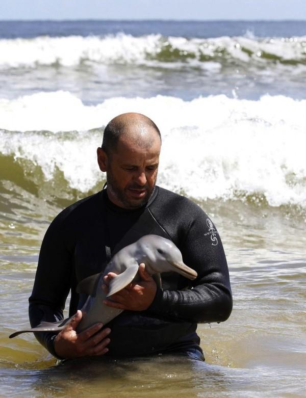 salvamento resgate golfinho órfão
