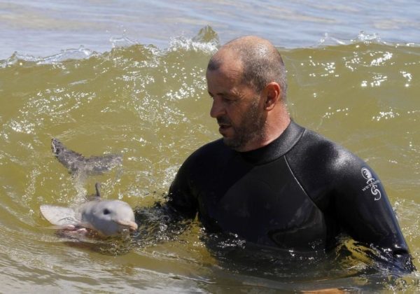 salvamento resgate golfinho órfão