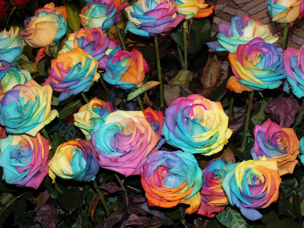 Como fazer uma rosa arco-íris