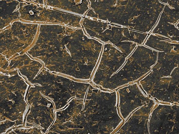 Micro: superfície de uma casca de ovo de cobra (por Paul Kelly)