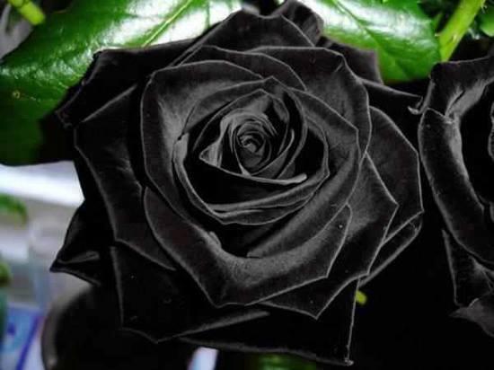 Halfeti-black-roses2