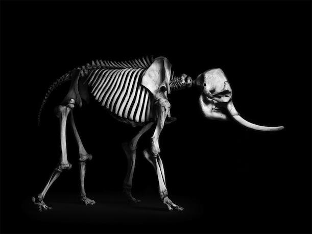 Esqueletos de animais