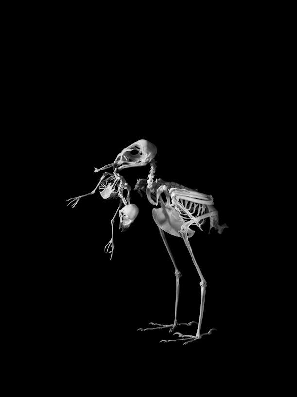 Esqueletos de animais