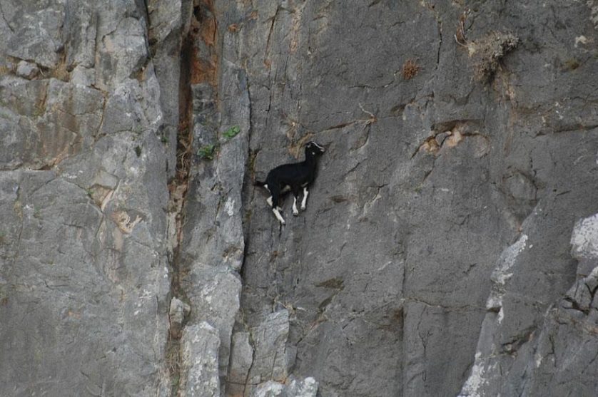 crazy-goats-on-cliffs-1