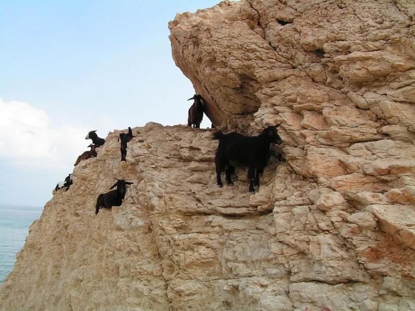 crazy-goats-on-cliffs-12
