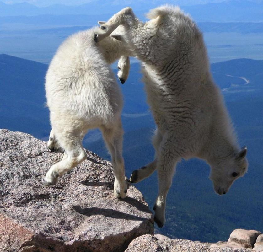 crazy-goats-on-cliffs-14