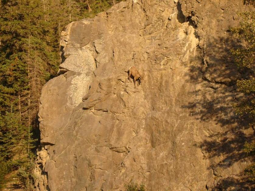 crazy-goats-on-cliffs-15