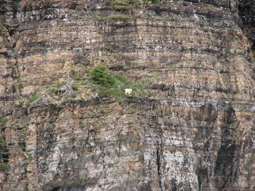crazy-goats-on-cliffs-21