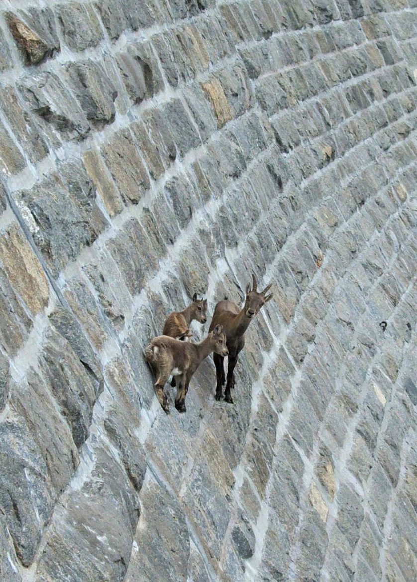 crazy-goats-on-cliffs-5