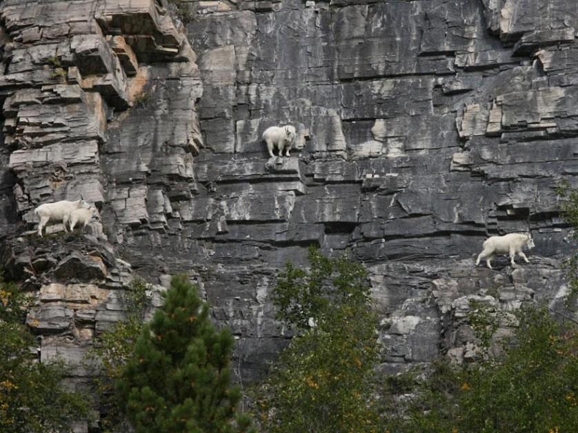crazy-goats-on-cliffs-6