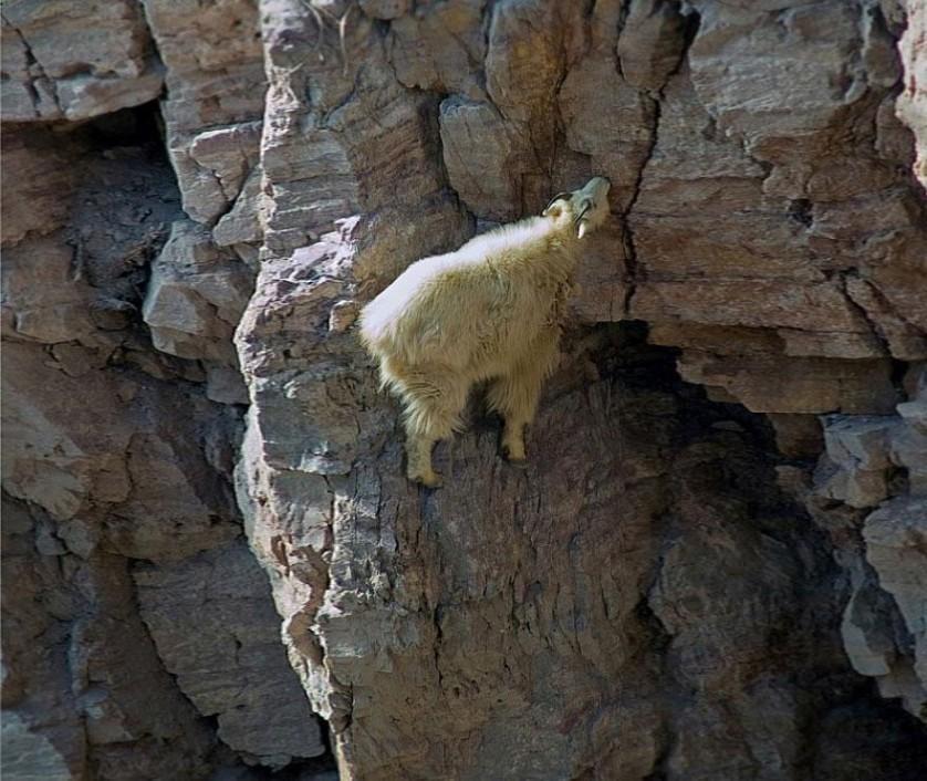 crazy-goats-on-cliffs-8