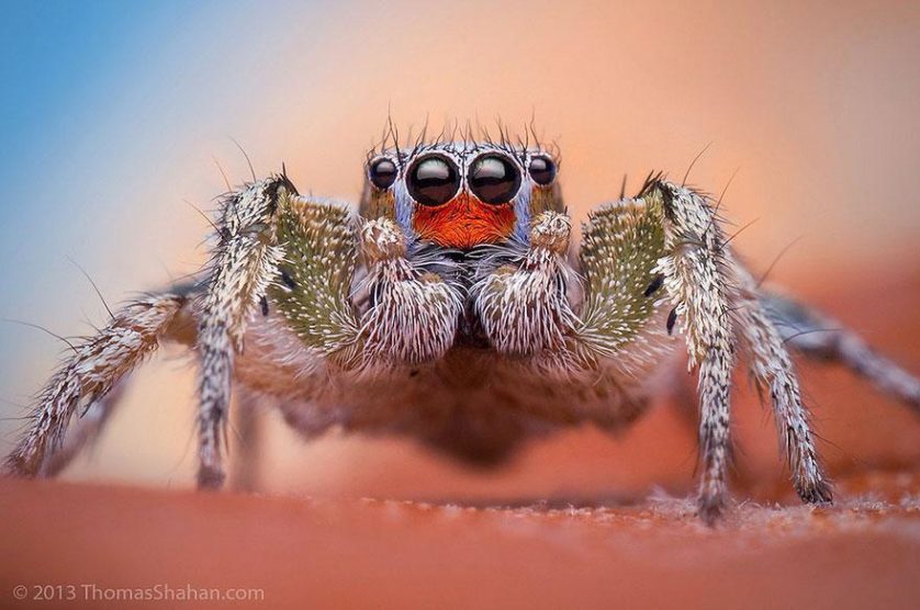 jumping-spiders-macro-photography-thomas-shahan-11