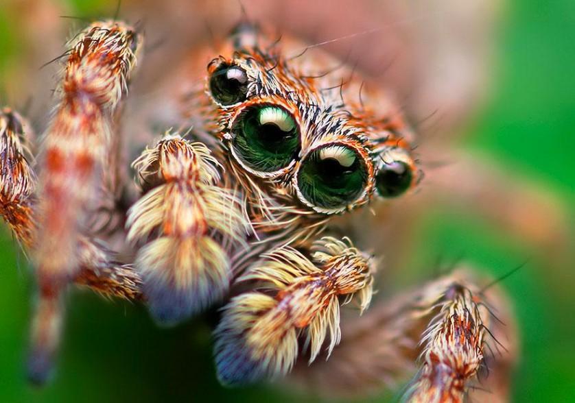 jumping-spiders-macro-photography-thomas-shahan-13