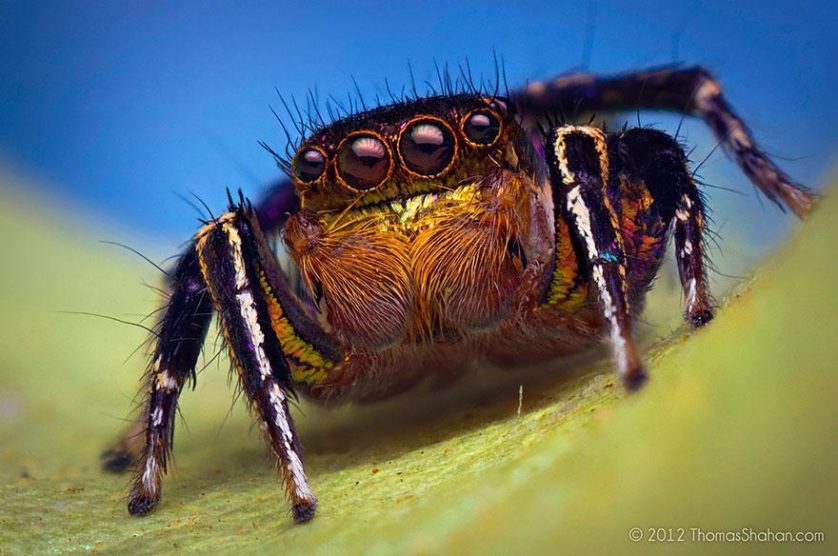 jumping-spiders-macro-photography-thomas-shahan-7